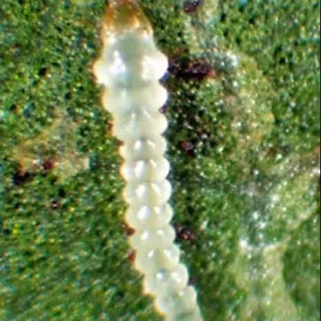 thumbnail for publication: Azalea Leafminer, Caloptilia azaleella (Brants) (Insecta: Lepidoptera: Gracillariidae)